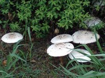 kinoko2H220630.jpg