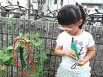 kyuriH240712.jpg