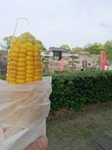 oosaka4H280501.jpg
